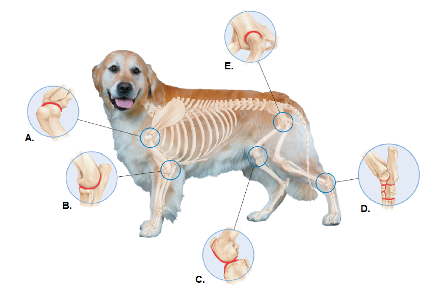 articulações caninas