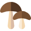 Funghi